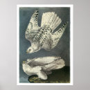 Recherche de gyrfalcon posters Audubon