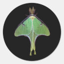 Recherche de luna moth autocollants Papillon