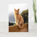 Recherche de merlin Noël