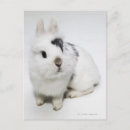 Recherche de lapin noir cartes postales Brun