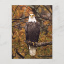 Recherche de les aigles cartes postales Arbre