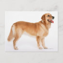 Recherche de tête animale cartes postales Mammifère