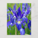 Recherche de iris bleu cartes postales Floral
