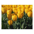 Recherche de champ de tulipe posters Pays bas