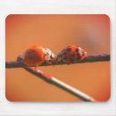 Recherche de coccinelles mignonnes tapis souris Animal