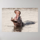 Recherche de hippopotames posters Pour tous
