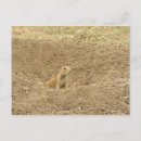 Recherche de curieux cartes postales Rongeur