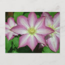 Recherche de clematis cartes postales Nature