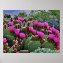 Recherche de cactus rose posters Sud ouest