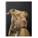 Recherche de pitbull carnets Terrier de pitbull