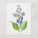 Zoek naar botanicals briefkaarten Blauw