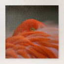 Zoek naar flamingo puzzels Fotografie