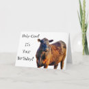 Zoek naar funny animal kaarten Grappig