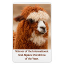 Zoek naar alpaca magneten Grappig