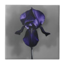 Recherche de iris carreaux Violet