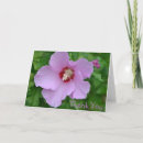 Recherche de rose de sharon Fleur