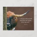 Recherche de vaches cartes postales Texas
