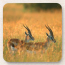 Zoek naar antilope onderzetters Dier