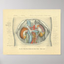 Recherche de sanguin art Anatomie