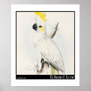 Recherche de edward lear Perroquet