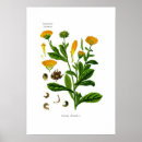 Recherche de calendula art Fleurs