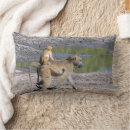 Recherche de monkey le photographie Animaux