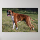 Recherche de photographe debout posters Chien