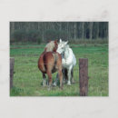 Recherche de cheval belge cartes postales Chevaux