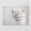 Recherche de chaton blanc cartes postales Mignon