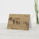 Recherche de hyène cartes postales Sauvage