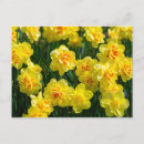 Recherche de jonquilles cartes postales Jardin