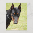 Recherche de dobermann cartes postales Chien