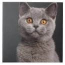 Recherche de chaton carreaux Mignon