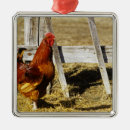 Recherche de coqs ornements Animal
