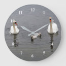 Recherche de cygne muet Sauvagine