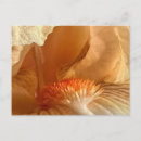 Recherche de iris cartes postales Jardin