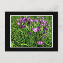Recherche de iris cartes postales Plante