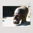 Zoek naar hippo briefkaarten Zoo