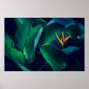 Recherche de bird nature posters Orange