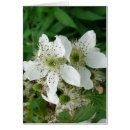 Recherche de framboise cartes postales Feuille