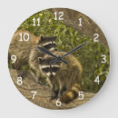 Recherche de ratons laveurs horloges Nature