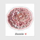 Zoek naar anjers stickers Pretty