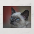 Recherche de chaton siamois Horizontal