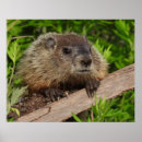 Recherche de animaux ferme bébé posters Vert
