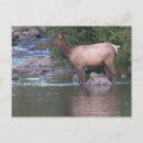 Recherche de montagnes blanches cartes postales Lac