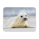 Recherche de bébés phoques magnets Mignon