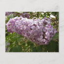 Recherche de fleurs lilas cartes postales Printemps