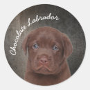 Recherche de labrador chocolat autocollants Amoureux des chiens