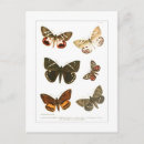 Zoek naar vintage insecten briefkaarten Dier