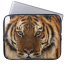 Recherche de yeux coques Tigre